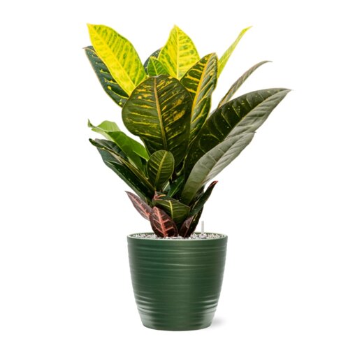 Croton (Codiaeum) variegatum 'Petra' in Groove