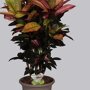Croton 'Mrs. Iceton'