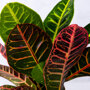 Croton 'Petra' detail