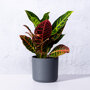 Croton 'Petra'