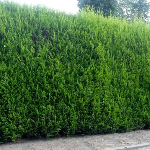 Cupressocyparis leylandii haag