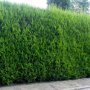 Cupressocyparis leylandii haag