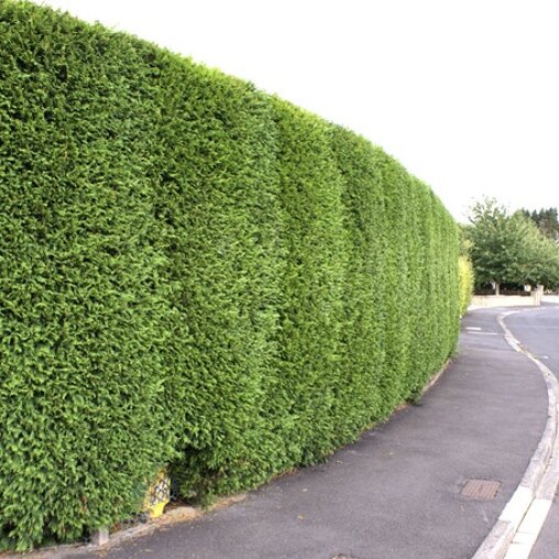 Cupressocyparis leylandii '2001'