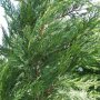 Cupressocyparis leylandii '2001'