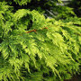 Cupressocyparis leylandii 'Gold Rider' close up