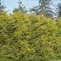 Cupressocyparis leylandii 'Gold Rider' haag