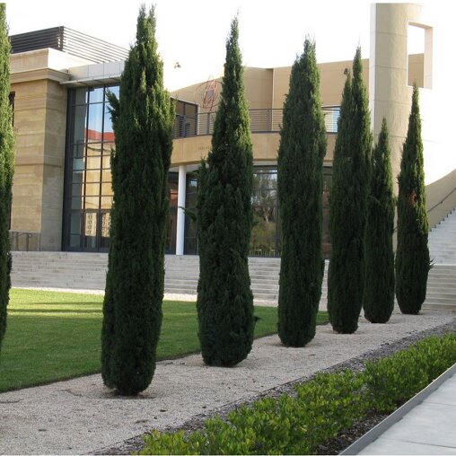 Cupressus sempervirens 'Totem'