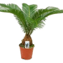 Cycas 'Revoluta'
