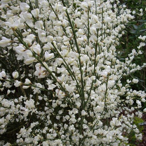 Cytisus praecox 'Albus'
