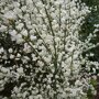 Cytisus praecox 'Albus'