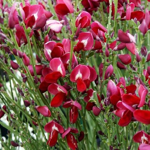 Cytisus 'Boskoop Ruby'