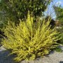 Cytisus scoparius 'Vanesse'