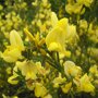 Cytisus scoparius 'Vanesse'