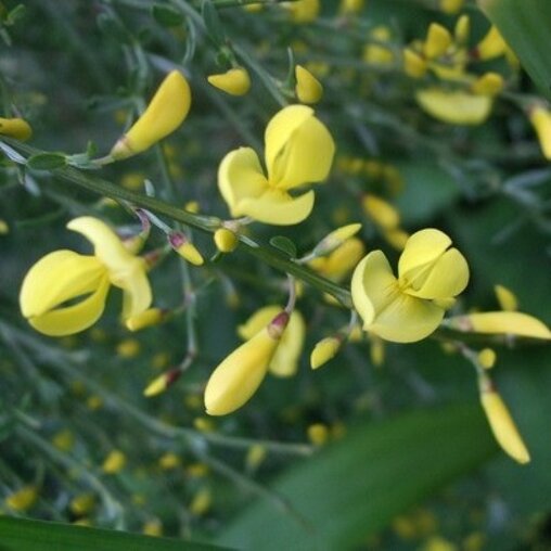 Cytisus scoparius 'Vanesse'