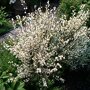 Cytisus praecox 'Albus'