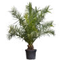 Dadelpalm 100 - 125 cm