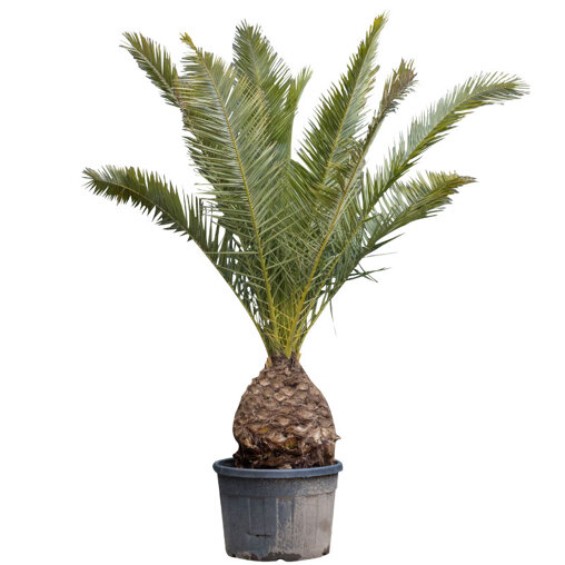 Dadelpalm 250 - 300 cm