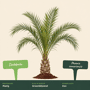 Dadelpalm
