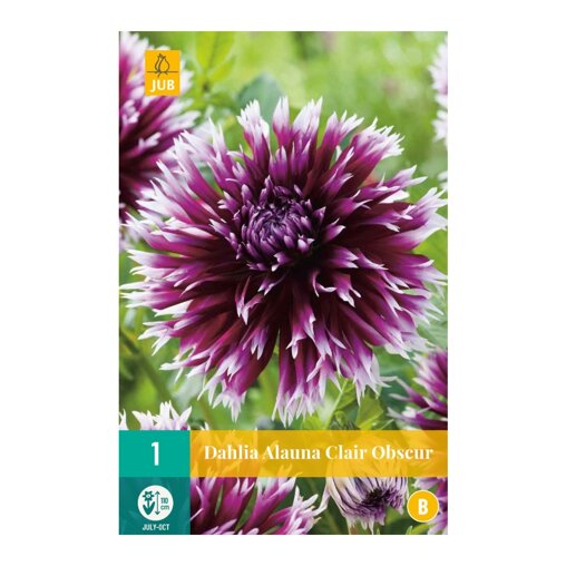 Dahlia knol Alauna Clair Obscur (zakje van 1 stuk)