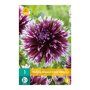 Dahlia knol Alauna Clair Obscur (zakje van 1 stuk)
