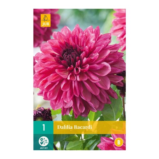 Dahlia knol Bacardi (zakje van 1 stuk)