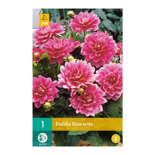Dahlia knol Bluesette (zakje van 1 stuk)