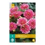Dahlia knol Bluesette (zakje van 1 stuk)