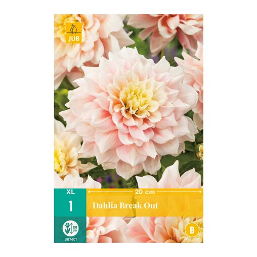 Dahlia knol Break Out (zakje van 1 stuk)