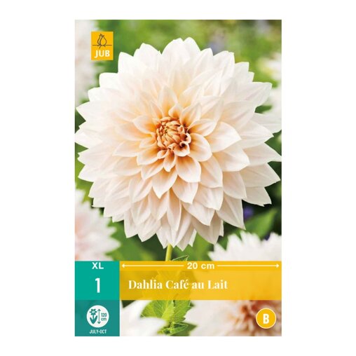 Dahlia knol Café au Lait (zakje van 1 stuk)