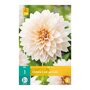 Dahlia knol Café au Lait (zakje van 1 stuk)