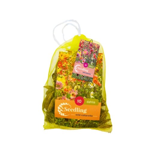 Dahlia knollen Collarette Mix (netzak van 10 stuks)