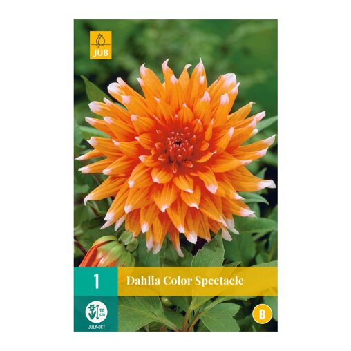 Dahlia knol Color Spectacle (zakje van 1 stuk)