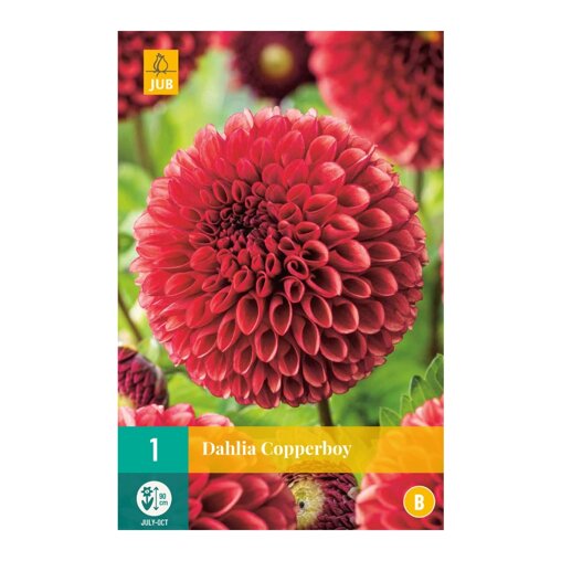 Dahlia knol Copper Boy (zakje van 1 stuk)