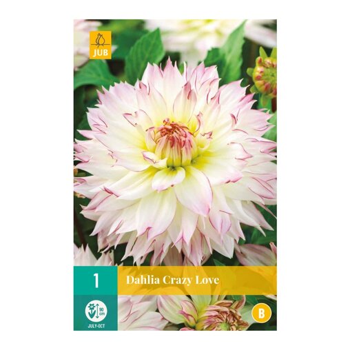 Dahlia knol Crazy Love (zakje van 1 stuk)