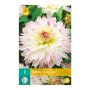 Dahlia knol Crazy Love (zakje van 1 stuk)