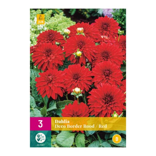 Dahlia knollen Deco Border Red (XXL zak van 3 stuks)