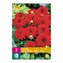 Dahlia knollen Deco Border Red (XXL zak van 3 stuks)