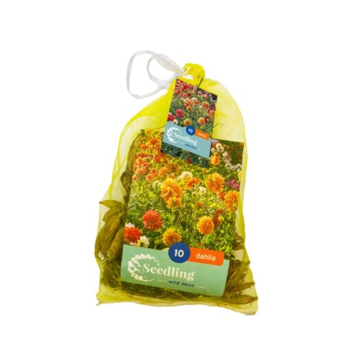 Dahlia knollen Decoratief Mix (netzak van 10 stuks)