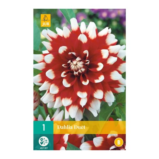 Dahlia knol Duet (zakje van 1 stuk)