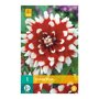Dahlia knol Duet (zakje van 1 stuk)