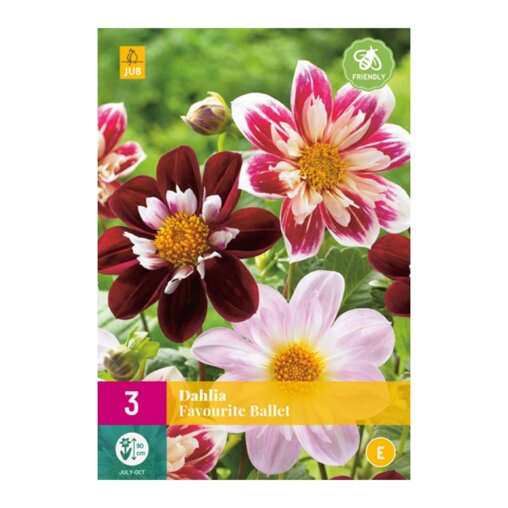 Dahlia knollen Favourite Ballet (XXL zak van 3 stuks)