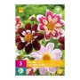 Dahlia knollen Favourite Ballet (XXL zak van 3 stuks)
