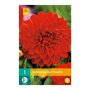 Dahlia knol Garden Wonder (zakje van 1 stuk)