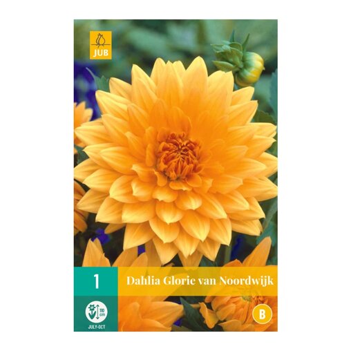 Dahlia knol Glory of Noordwijk (zakje van 1 stuk)