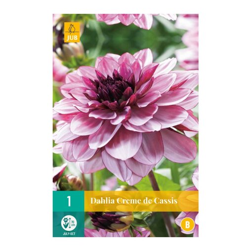 Dahlia knol Creme de Cassis (zakje van 1 stuk)