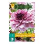 Dahlia knol Creme de Cassis (zakje van 1 stuk)