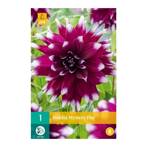 Dahlia knol Mystery Day (zakje van 1 stuk)