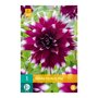 Dahlia knol Mystery Day (zakje van 1 stuk)