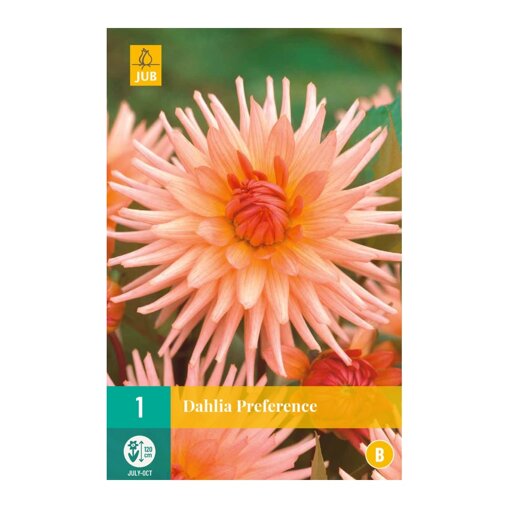 Dahlia knol Preference (zakje van 1 stuk)