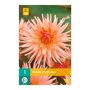 Dahlia knol Preference (zakje van 1 stuk)